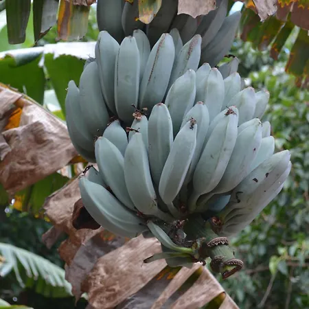 Penthouse Lomo Alto Канделария