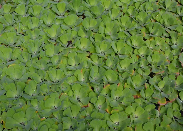 Apartment Penthouse Lomo Alto Candelaria