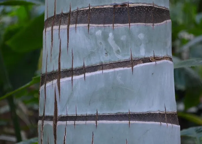 Apartment Penthouse Lomo Alto Candelaria